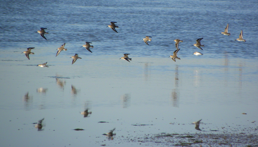 Volo di Piovanelli pancianera